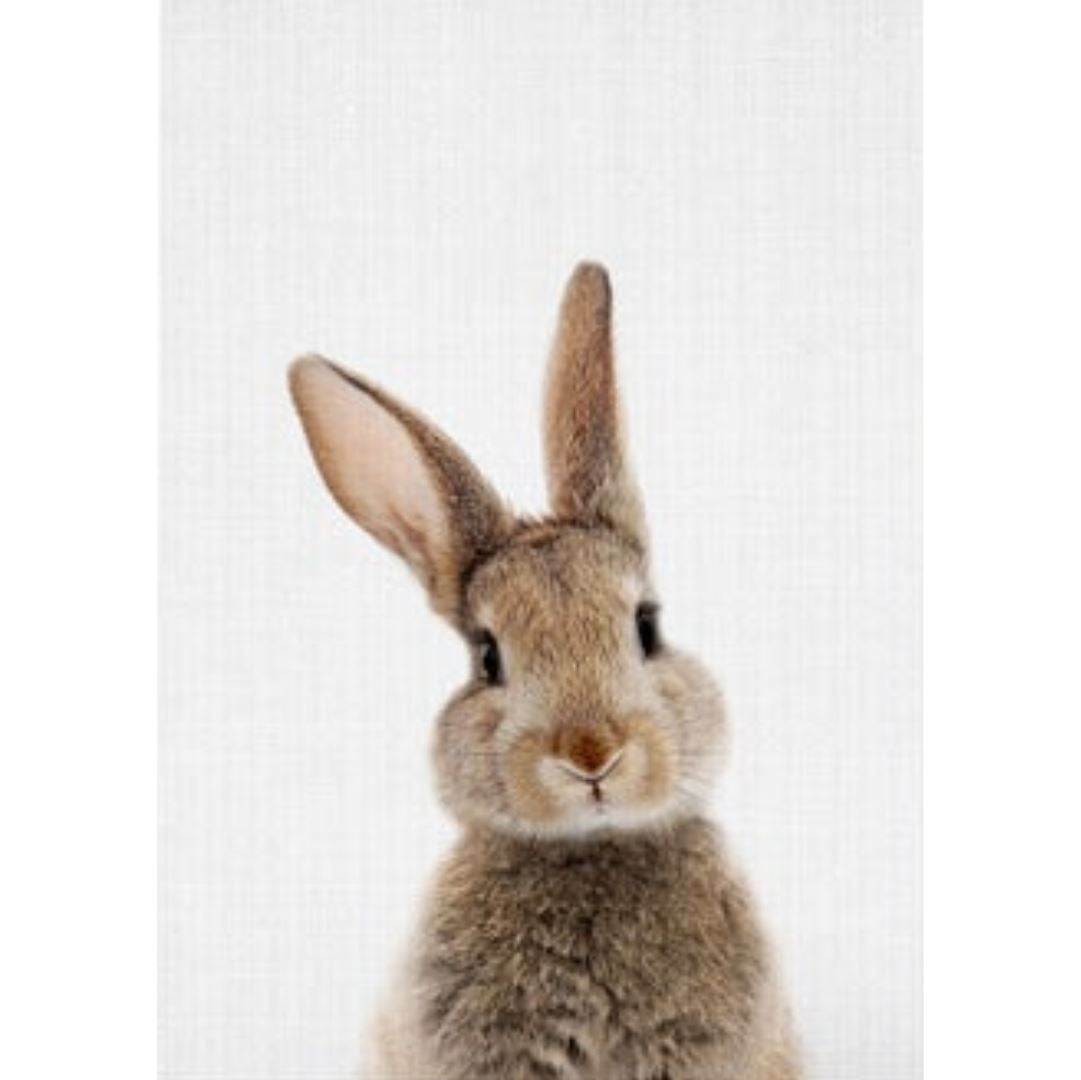 Cute Bunny Duo (Set of 2) Classic Canvas NetCanvas 